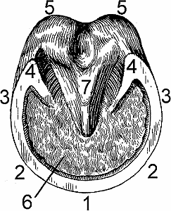 Illustration of hoof