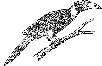 Illustration of hornbill