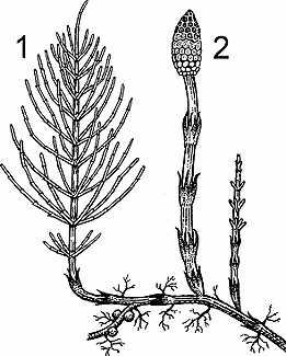 Illustration of horsetail