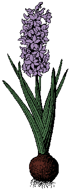 Illustration of hyacinth
