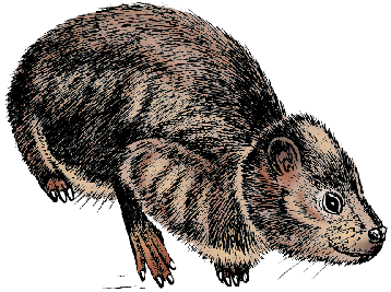 Illustration of hyrax