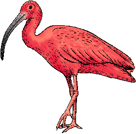 Illustration of ibis