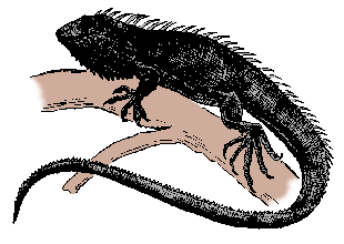 Illustration of iguana