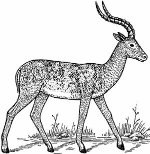 Illustration of impala