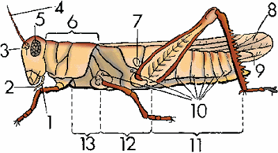 Illustration of insect