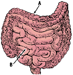 Illustration of intestine