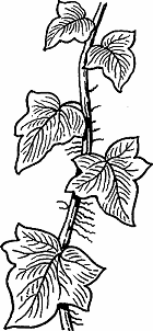 Illustration of ivy