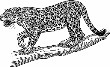 Illustration of jaguar