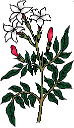 Illustration of jasmine