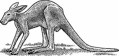 Illustration of kangaroo
