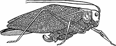 Illustration of katydid