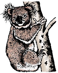 Illustration of koala