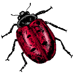 Illustration of ladybug