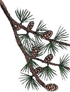 Illustration of larch