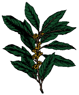 Illustration of laurel