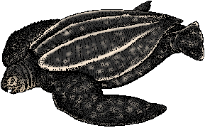Illustration of leatherback