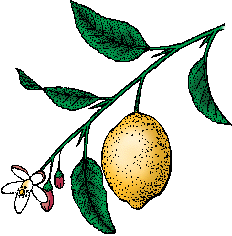 Illustration of lemon