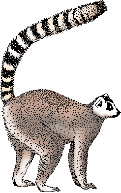 Illustration of lemur