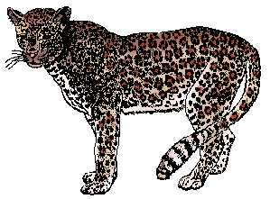 Illustration of leopard