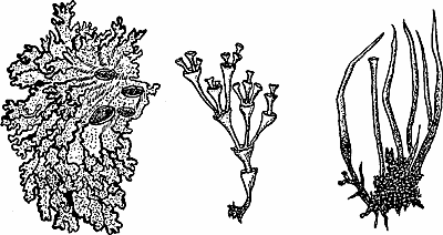 Illustration of lichen