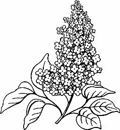 Illustration of lilac