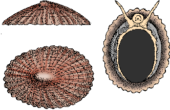 Illustration of limpet