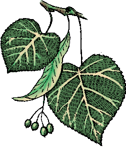 Illustration of linden