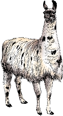 Illustration of llama