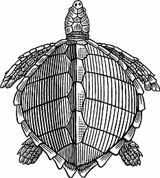 Illustration of loggerhead