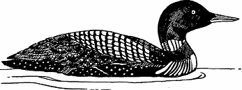 Illustration of loon