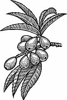 Illustration of loquat