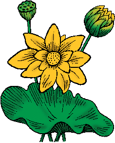 Illustration of lotus