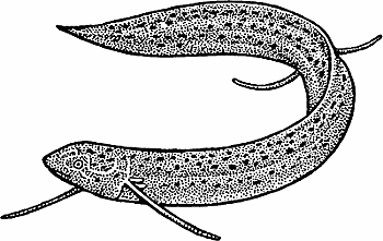 Illustration of lungfish