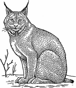 Illustration of lynx