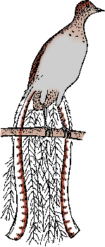 Illustration of lyrebird