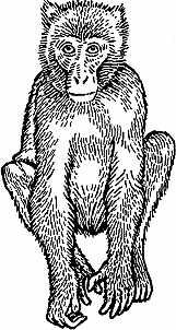 Illustration of macaque