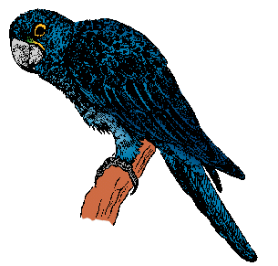 Illustration of macaw