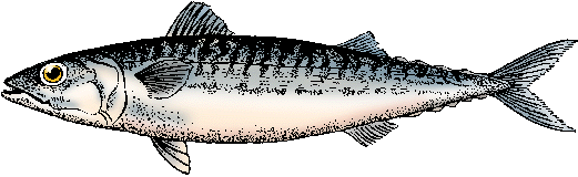 Illustration of mackerel