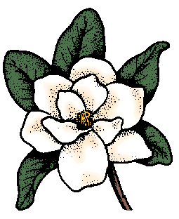 Illustration of magnolia