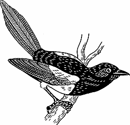 Illustration of magpie