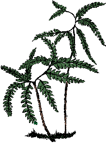 Illustration of maidenhair fern