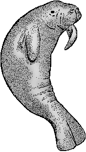 Illustration of manatee