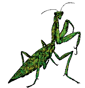 Illustration of mantis