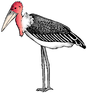 Illustration of marabou