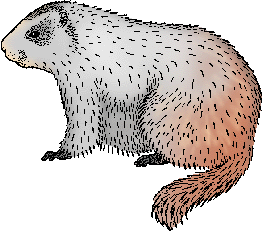 Illustration of marmot