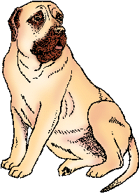 Illustration of mastiff