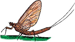 Illustration of mayfly