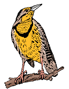 Illustration of meadowlark
