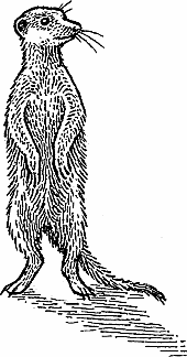 Illustration of meerkat