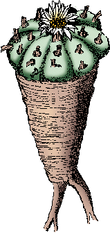 Illustration of peyote